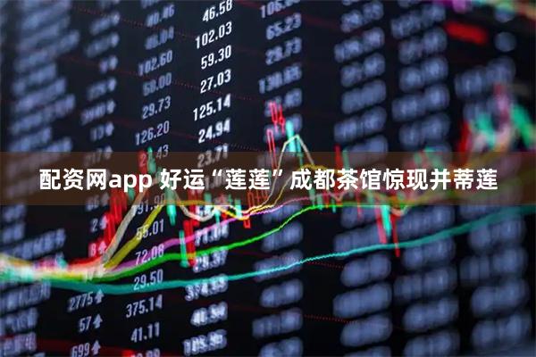 配资网app 好运“莲莲”成都茶馆惊现并蒂莲